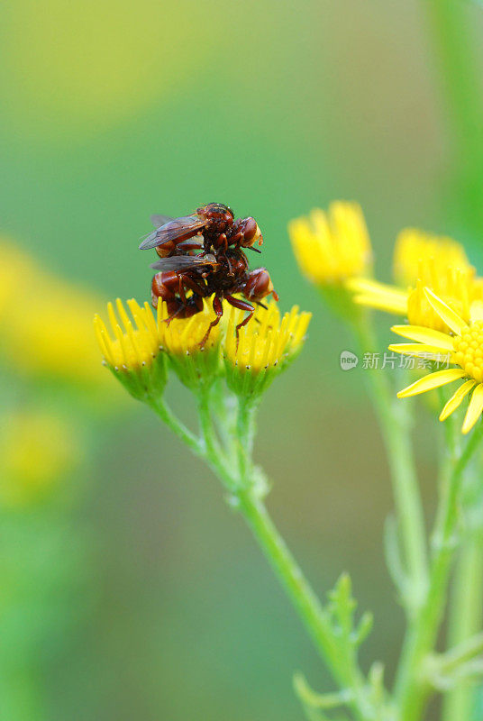 Sicus ferrugineus在爱情中飞翔。